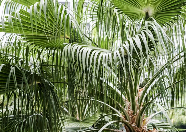 园中的棕榈叶 — 图库照片