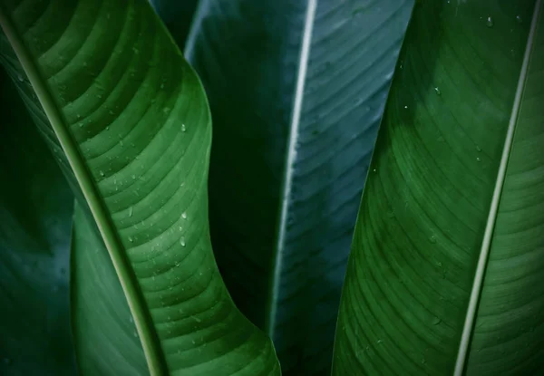 热带植物叶片纹理背景 — 图库照片