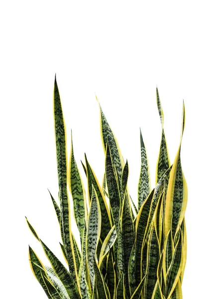 Sansevieria trifasciata o planta de serpiente aislada sobre fondo blanco con camino de recorte —  Fotos de Stock