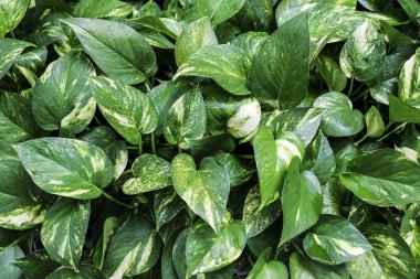Altın pothos veya Scindapsus aureus arka plan doku