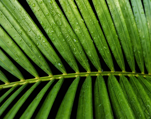 Verde folhas tropicais amarelo palma com gota de água isolada no fundo preto com caminho de recorte — Fotografia de Stock