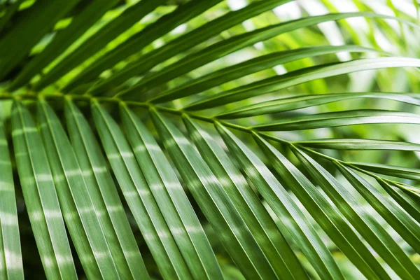 阳光背景的绿色热带棕榈叶 — 图库照片