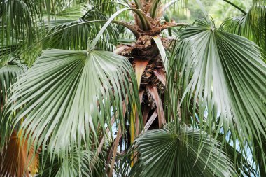 Bahçedeki palmiye yaprakları