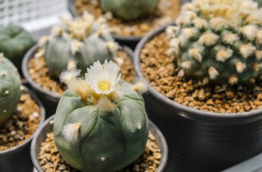 Güneş ışığı ile tencerede Lophophora diffusa kaktüs çiçeği