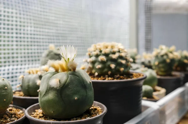 Lophophora diffusa kaktus kwiat w doniczce z światło słoneczne — Zdjęcie stockowe