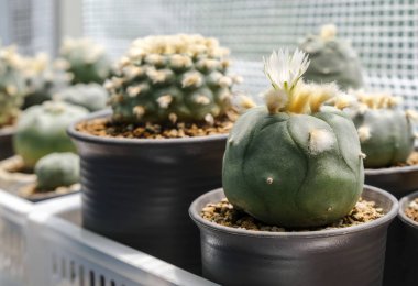 Güneş ışığı ile tencerede Lophophora diffusa kaktüs çiçeği