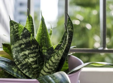 Sansevieria trifasciata ya da yılan bitki tencerede Teras Condominium