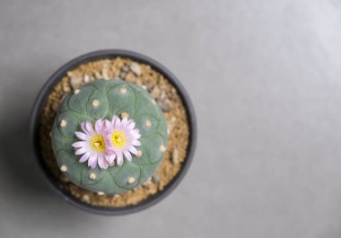 Kopya alanı ile tencerede Lophophora fricii kaktüs çiçeği