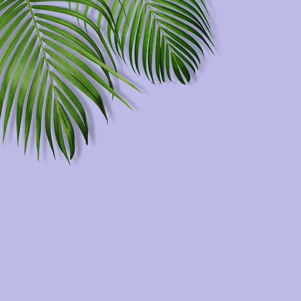 Green Tropical Leaves Violet Background Copy Space Minimal Design — Stock Photo, Image