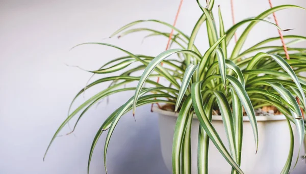 Planta de araña en maceta blanca en balcón — Foto de Stock