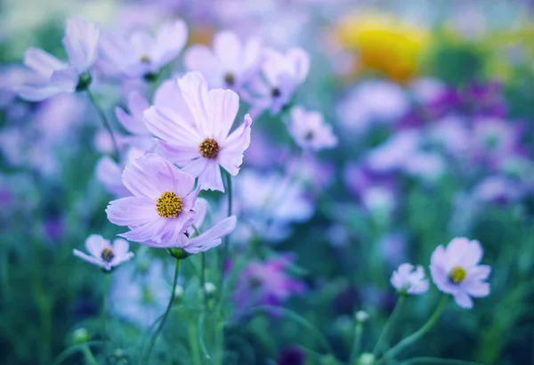 Cosmos flowers in the garden — Stock Photo, Image