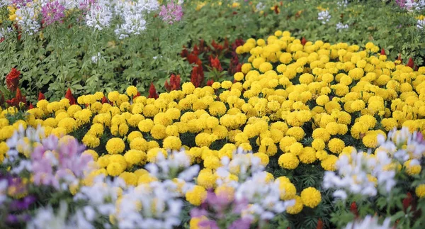 Fiori di calendula africana in giardino — Foto Stock