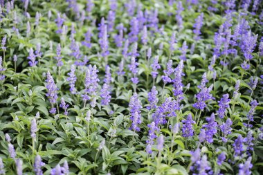 Bahçede mavi salvia mor çiçekleri