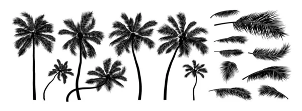Silhuett Kokosnötsträd Vit Bakgrund Vektor Illustration — Stock vektor