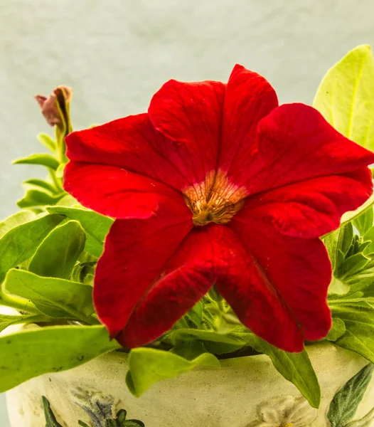 Petunya, çiçeğin birçok rengine ve şekline sahip güzel bir tropikal çiçektir.