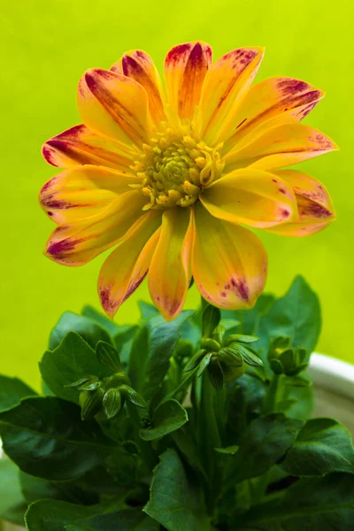 Meksika yerlileri Georgina 'ya 