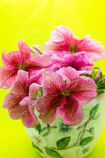 Petunya, çiçeğin birçok rengine ve şekline sahip güzel bir tropikal çiçektir.