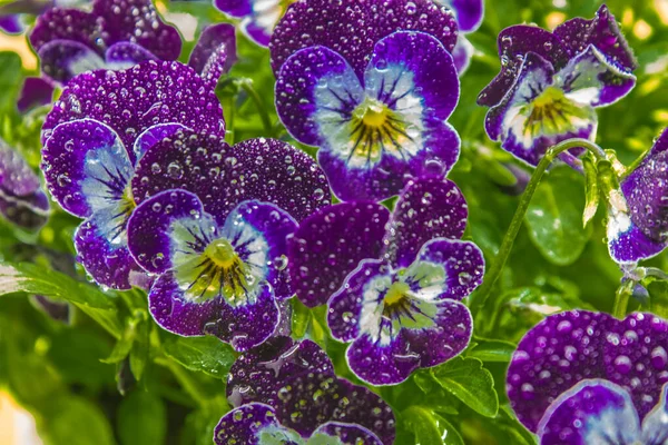 Viyola, bahçelerinde kadınlar tarafından çok sevilen gerçek bir bahar çiçeğidir.