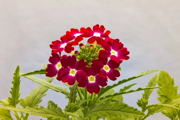 Kelt rahipler Verbena 'dan aşk içeceği olarak hazırlandılar. Üstelik bu içecekler kötü ruhlardan ve barışçıl düşmanlardan korunuyordu. Astrolojik olarak Venüs 'e bağlı bir bitki olarak kabul ediliyordu.. 