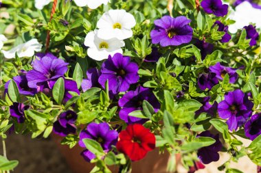 Küçük Petunya çiçeği evin verandasında asılı vazolar içinde çok güzel görünüyor.