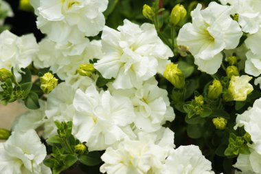 Petunya, çiçeğin birçok rengine ve şekline sahip güzel bir tropikal çiçektir.