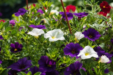 Küçük Petunya çiçeği evin verandasında asılı vazolar içinde çok güzel görünüyor.