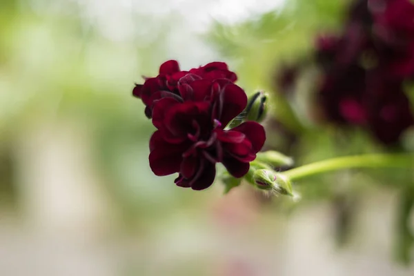 Sardunya bir oda çiçeğidir. Bir çok çeşidi ve rengi vardır.