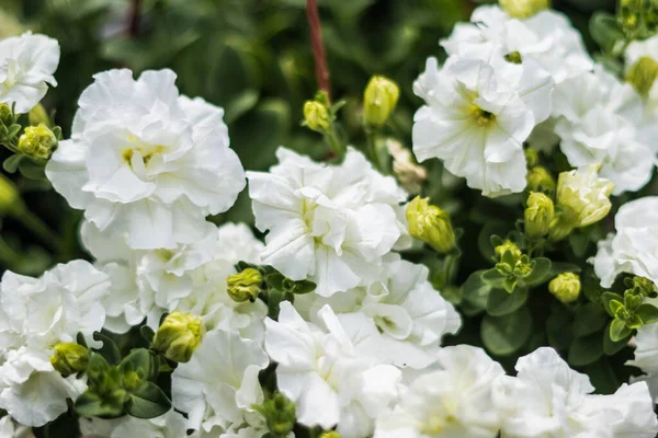 Petunya, çiçeğin birçok rengine ve şekline sahip güzel bir tropikal çiçektir.