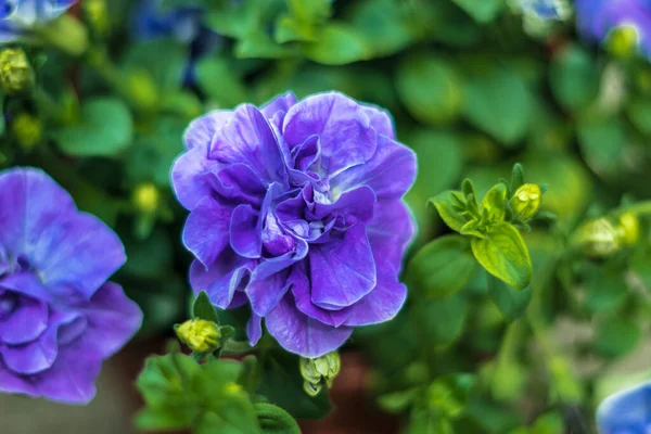 Petunya, çiçeğin birçok rengine ve şekline sahip güzel bir tropikal çiçektir.