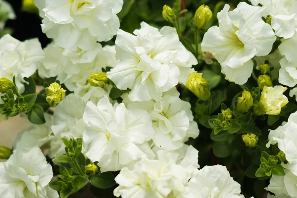 Petunya, çiçeğin birçok rengine ve şekline sahip güzel bir tropikal çiçektir.