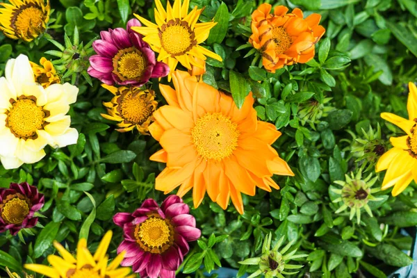 Gatsania güneşe tepki veren inanılmaz bir çiçektir. Güneş saklanır saklanmaz çiçeklerini kapatır. Gatsania 'ya Afrika papatyası denir.