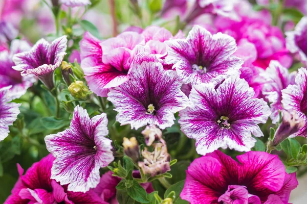 Petunya, çiçeğin birçok rengine ve şekline sahip güzel bir tropikal çiçektir.