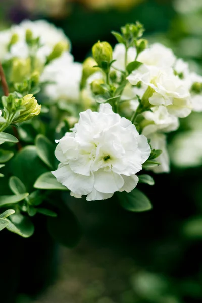 Petunya, çiçeğin birçok rengine ve şekline sahip güzel bir tropikal çiçektir.