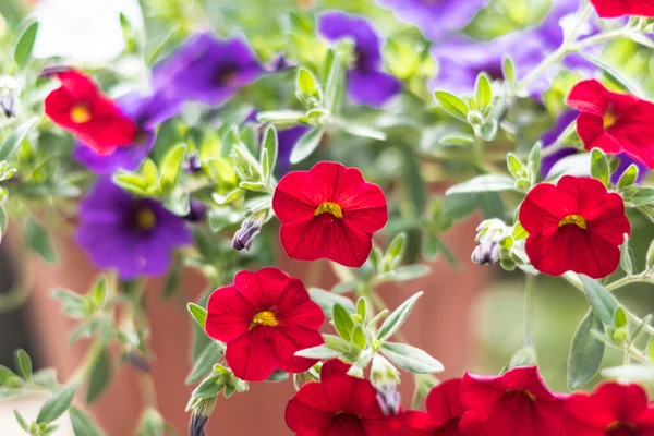 Küçük Petunya çiçeği evin verandasında asılı vazolar içinde çok güzel görünüyor.