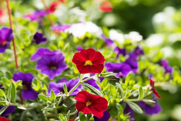 Küçük Petunya çiçeği evin verandasında asılı vazolar içinde çok güzel görünüyor.