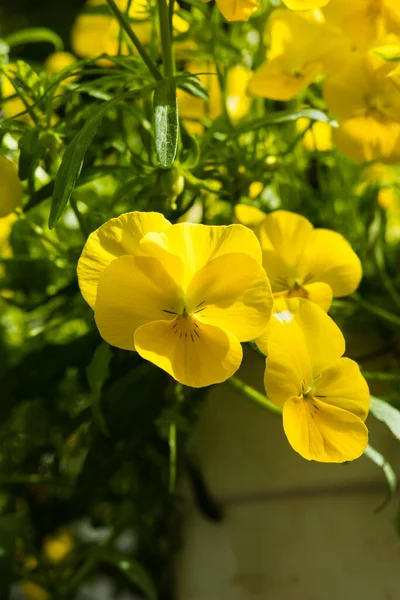 Виола Настоящий Весенний Цветок Который Любят Женщины Своем Саду — стоковое фото