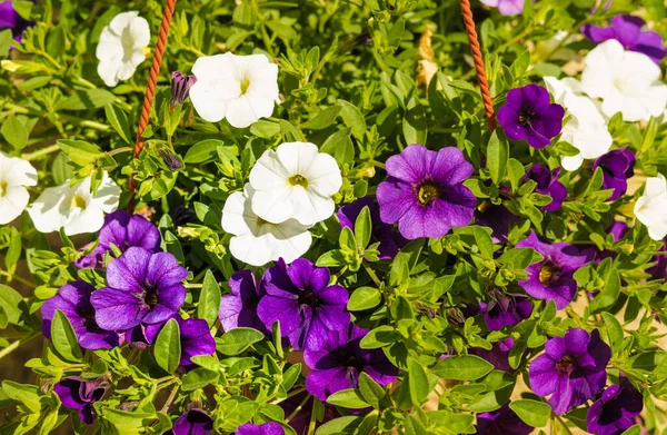 Küçük Petunya çiçeği evin verandasında asılı vazolar içinde çok güzel görünüyor.