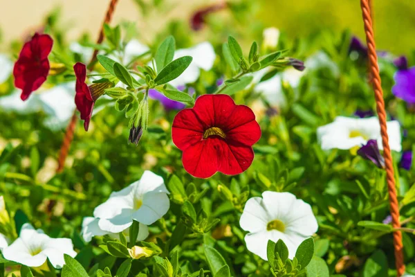 Küçük Petunya çiçeği evin verandasında asılı vazolar içinde çok güzel görünüyor.