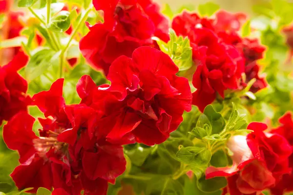 Petunya, çiçeğin birçok rengine ve şekline sahip güzel bir tropikal çiçektir.