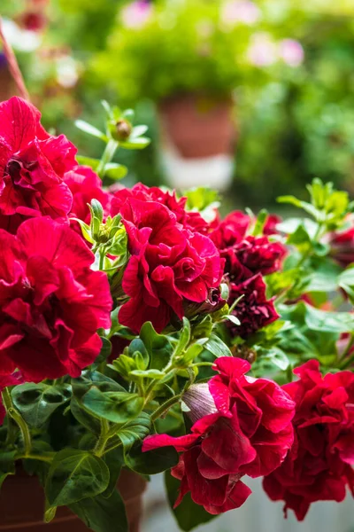 Petunya, çiçeğin birçok rengine ve şekline sahip güzel bir tropikal çiçektir.