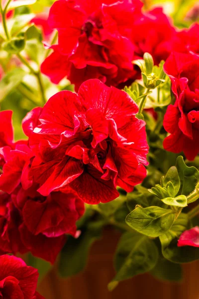 Petunya, çiçeğin birçok rengine ve şekline sahip güzel bir tropikal çiçektir.