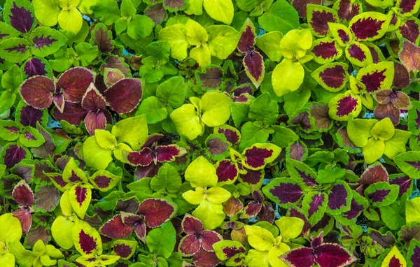 Coleus çok güzel bir dekoratif yaprak döken bitkidir. Bakımı kolaydır.