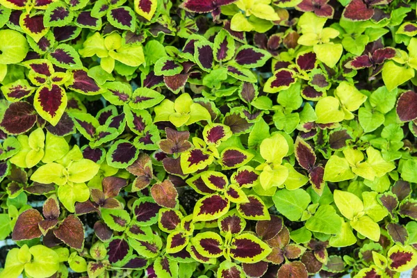 Coleus çok güzel bir dekoratif yaprak döken bitkidir. Bakımı kolaydır.