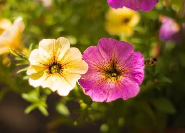 Petunya, Avrupa 'daki bahçıvanlar tarafından çok sevilen tropik bölgelere özgü güzel bir çiçektir.