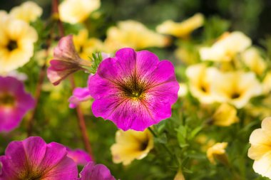 Petunya, Avrupa 'daki bahçıvanlar tarafından çok sevilen tropik bölgelere özgü güzel bir çiçektir.