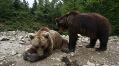 Boz ayılar ormandaki