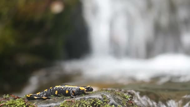 Salamandra salamandra na pedra do rio — Vídeo de Stock