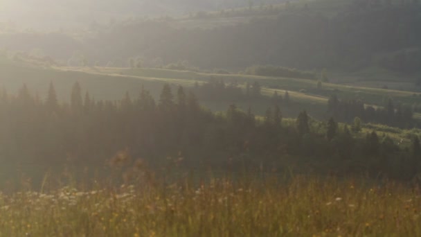 Hierba de verano en el viento con fondo de bosque — Vídeos de Stock