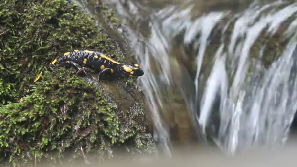 Salamandra salamandra sur pierre de rivière — Video