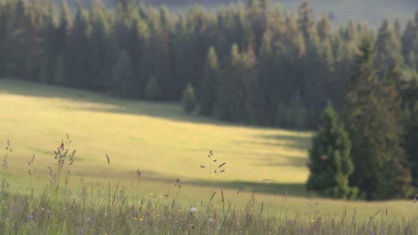 Zomer gras op de wind met achtergrond van bos wazig — Stockvideo